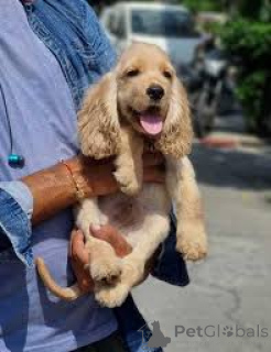 Photo №3. Chiots Cocker Spaniel Anglais à vendre. France