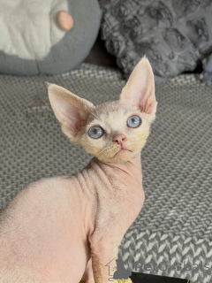 Photo №3. Enchanting Sphynx Kitten with Striking Blue Eyes Seeking a Forever Home. Czech Republic
