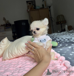 Additional photos: Chihuahua mini