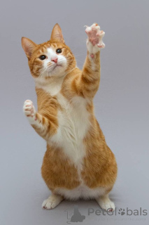 Photo №3. Cat Garik is looking for a kind heart.. Russian Federation