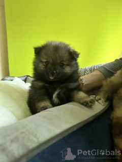 Photo №2 to announcement № 93235 for the sale of pomeranian - buy in Serbia breeder