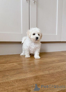 Photo №1. bichon frise - for sale in the city of Eskilstuna | Is free | Announcement № 64930