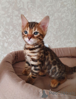 Photo №1. bengal cat - for sale in the city of Queenstown | 423$ | Announcement № 106327