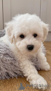 Photo №1. bichon frise - for sale in the city of Linz | Is free | Announcement № 98108