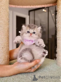 Photo №2 to announcement № 173769 for the sale of british shorthair - buy in United Kingdom private announcement, breeder