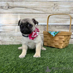 Photo №2 to announcement № 98640 for the sale of pug - buy in Greece 