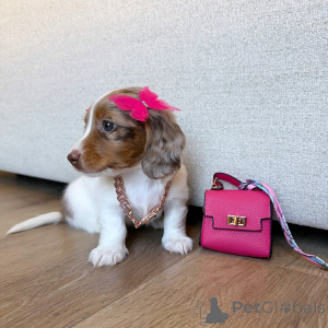 Photo №1. dachshund - for sale in the city of Graz | negotiated | Announcement № 171695