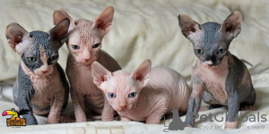 Photo №1. sphynx cat - for sale in the city of Антверпен | 264$ | Announcement № 115083