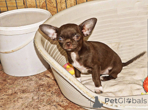Photo №4. I will sell chihuahua in the city of Minsk. private announcement - price - negotiated