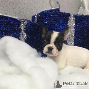 Photo №2 to announcement № 149978 for the sale of yorkshire terrier - buy in United States private announcement, from nursery, from the shelter, breeder