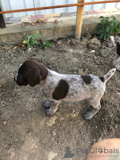 Photo №1. german wirehaired pointer - for sale in the city of Крыловская | negotiated | Announcement № 7635