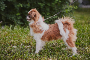 Photo №1. japanese chin - for sale in the city of St. Petersburg | 865$ | Announcement № 2852