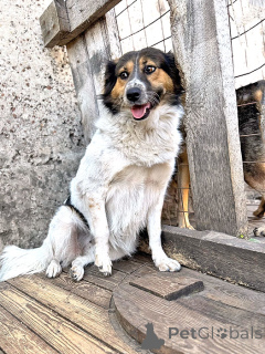 Photo №1. non-pedigree dogs - for sale in the city of Lipetsk | Is free | Announcement № 154360