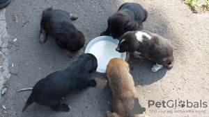 Photo №2 to announcement № 52487 for the sale of non-pedigree dogs - buy in Ukraine private announcement