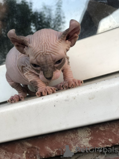 Additional photos: Canadian Sphynx kittens, elf