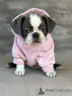 Photo №4. I will sell puggle in the city of Sivats.  - price - negotiated