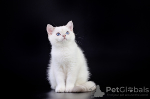 Photo №1. british shorthair - for sale in the city of Kishinev | negotiated | Announcement № 12081