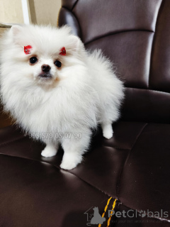 Photo №2 to announcement № 135559 for the sale of pomeranian - buy in Georgia private announcement, from nursery, breeder