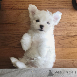 Photo №2 to announcement № 136905 for the sale of lhasa apso - buy in Switzerland 