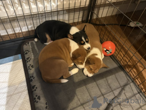 Photo №2 to announcement № 135170 for the sale of basenji - buy in Germany private announcement