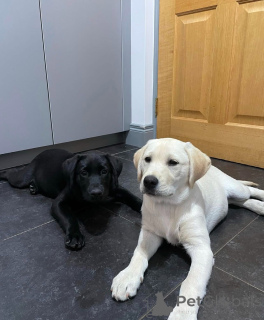 Photo №1. labrador retriever - for sale in the city of Manchester | 310$ | Announcement № 155343