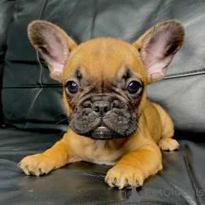 Photo №1. french bulldog - for sale in the city of Odintsovo | 586$ | Announcement № 36387