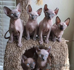 Photo №1. sphynx-katze - for sale in the city of Мюнхен-Флугхафен | 528$ | Announcement № 89671