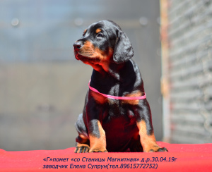 Photo №4. I will sell dobermann in the city of Magnitogorsk. from nursery - price - 725$