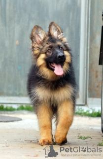 Additional photos: Beautiful dsh German Shepherd puppies.