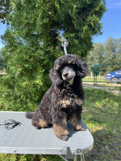 Photo №3. Toy/Miniature Poodle Puppy Yakudza Empress Heart. Estonia