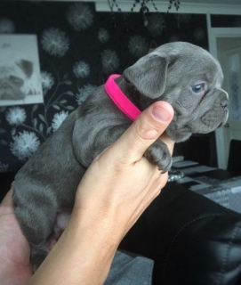 Photo №3. There are French bulldog puppies for sale, there are 2 boys and 2 girls.. Germany