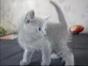Photo №2 to announcement № 2165 for the sale of russian blue - buy in Russian Federation private announcement