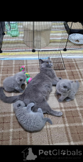 Photo №1. british shorthair - for sale in the city of Bamberg | 516$ | Announcement № 164514