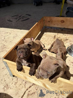 Photo №1. non-pedigree dogs - for sale in the city of Belgrade | negotiated | Announcement № 168310