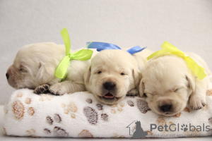 Photo №3. Labrador Retriever puppies. Belarus