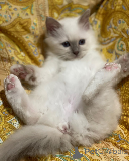 Photo №3. Adorable Birman kittens ready to steal your heart. United States