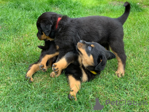 Photo №2 to announcement № 36514 for the sale of rottweiler - buy in Russian Federation private announcement