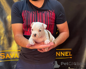 Photo №3. American Staffordshire Terrier, puppies of first class pedigree. Serbia