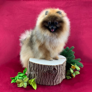 Photo №1. pomeranian - for sale in the city of Москва | negotiated | Announcement № 6024