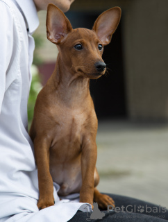 Additional photos: Puppy miniature pinscher dark red 3 months.