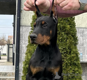 Photo №1. dobermann - for sale in the city of Belgrade | negotiated | Announcement № 97073