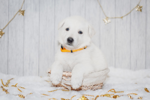 Photo №4. I will sell berger blanc suisse in the city of Voronezh. private announcement - price - 318$