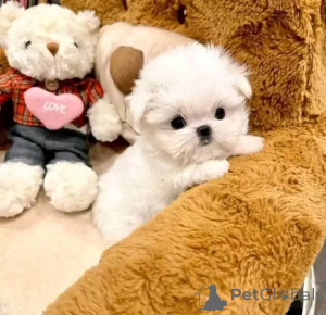 Photo №2 to announcement № 163385 for the sale of maltese dog - buy in Poland breeder