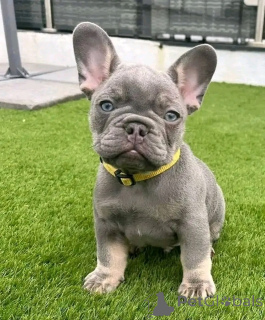 Photo №1. french bulldog - for sale in the city of Калифорния Сити | negotiated | Announcement № 136181