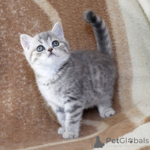 Photo №2 to announcement № 174790 for the sale of british shorthair - buy in Australia 