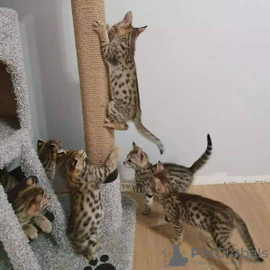 Photo №2 to announcement № 84197 for the sale of savannah cat - buy in Finland private announcement