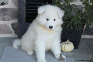 Photo №1. samoyed dog - for sale in the city of Irving | 800$ | Announcement № 138148