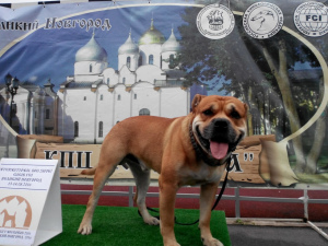 Photo №4. I will sell ca de bou in the city of St. Petersburg. breeder - price - 693$
