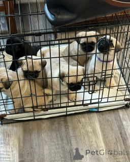 Photo №1. pug - for sale in the city of Adršpach | 310$ | Announcement № 173386
