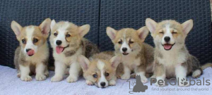 Photo №1. welsh corgi - for sale in the city of Bajša | negotiated | Announcement № 112204